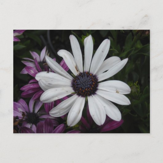White Daisy Postkarte (Vorderseite)