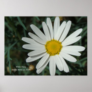 White Daisy Print - Wählen Sie Ihren Rahmen Poster