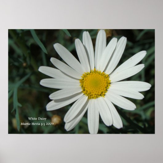 White Daisy Print - Wählen Sie Ihren Rahmen Poster (Vorne)