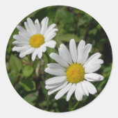 White Daisy Runder Aufkleber (Vorderseite)