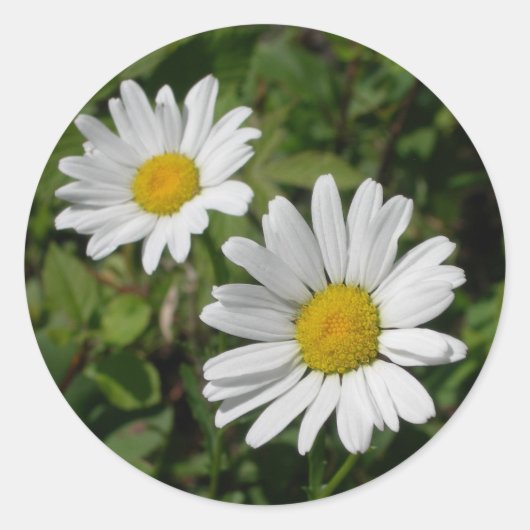 White Daisy Runder Aufkleber (Vorderseite)