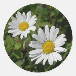 White Daisy Runder Aufkleber