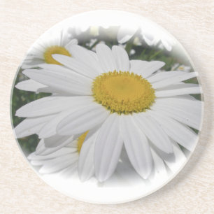White Daisy Sandstein Untersetzer