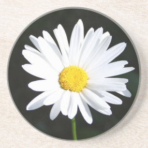 White Daisy Sandstone Untersetzer