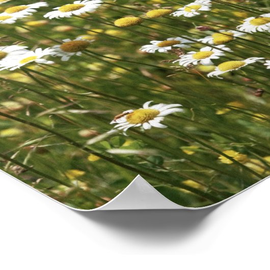 White Daisy Wildblumen Poster (Ecke)