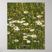 White Daisy Wildblumen Poster (Vorne)