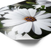 White Daisy's in Bloom Fotodruck (Ecke)