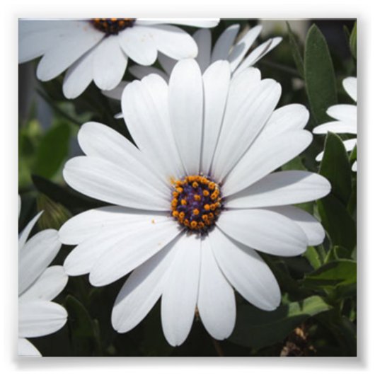 White Daisy's in Bloom Fotodruck (Vorne)