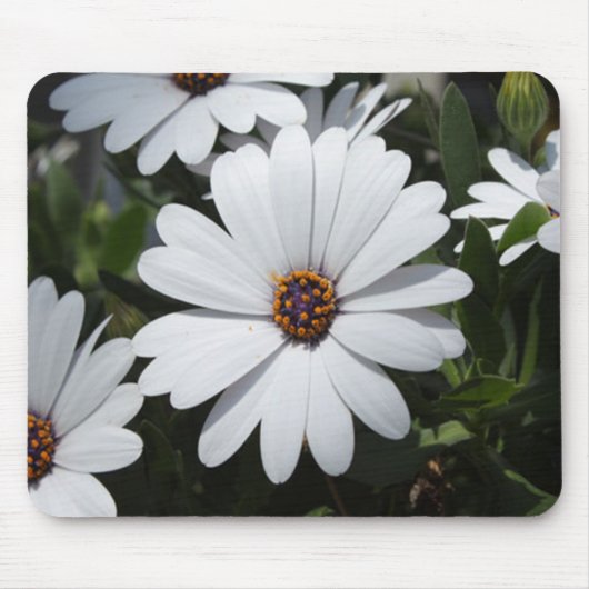 White Daisy's in Bloom Mousepad (Vorne)