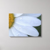 White Dewy Daisy Closeup Canvas Print Leinwanddruck (Vorderseite)