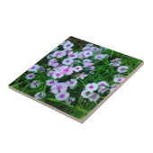 White Dianthus Blume Tile Fliese (Seite)
