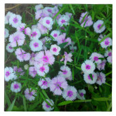 White Dianthus Blume Tile Fliese (Vorderseite)