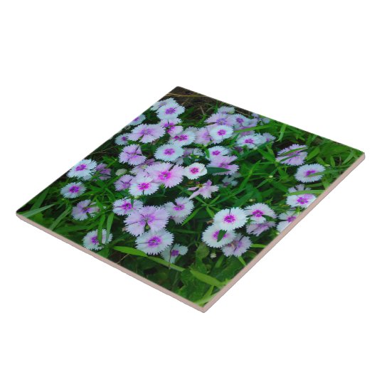 White Dianthus Blume Tile Fliese (Seite)
