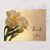 White Double Daffodic Danke Postkarte (Vorderseite)