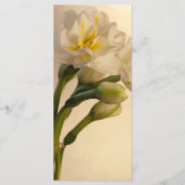 White Double Daffodils Frühjahrsprogramm Programm (Vorderseite)