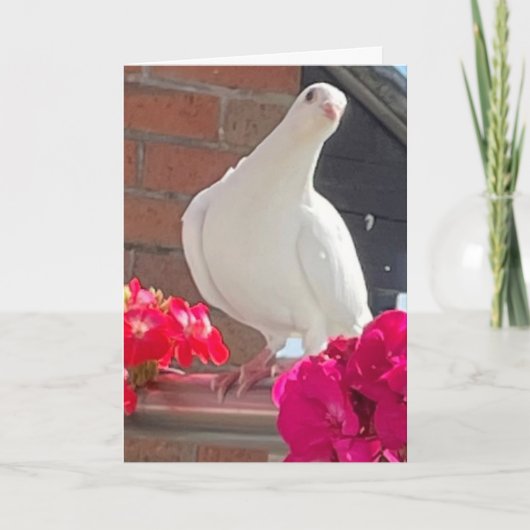 White Dove bearbeitbar Karte (Vorderseite)