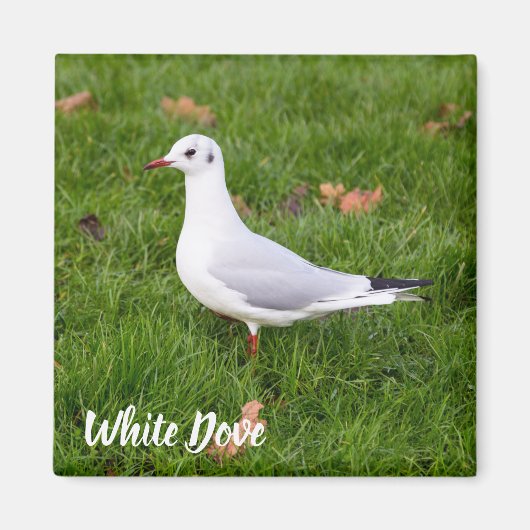 White Dove für Vögel und Taube Liebesgeschenk Magnet (Vorne)
