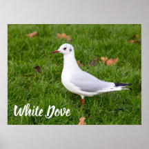 White Dove für Vögel und Taube Liebesgeschenk