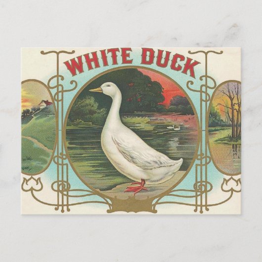 White Duck Postkarte (Vorderseite)