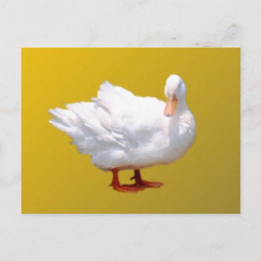 White Duck Postkarte (Vorderseite)