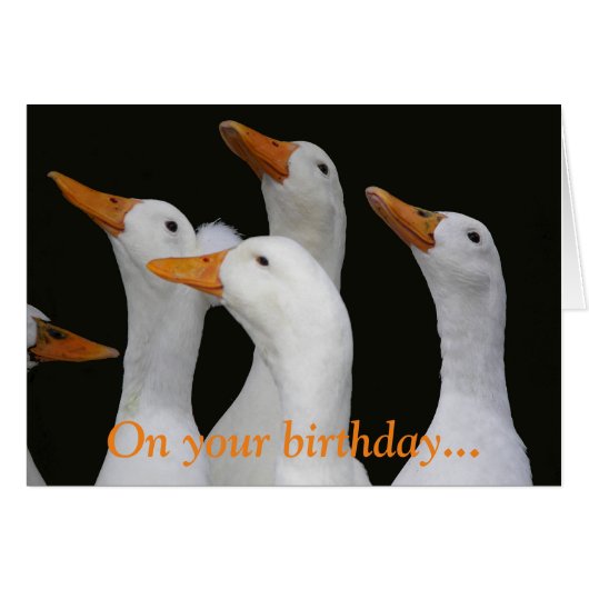 White Ducks Funny Birthday Card (Vorderseite (Horizontal))