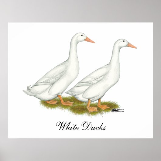 White Ducks Poster (Vorne)