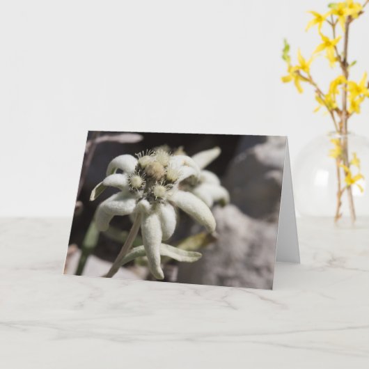 White Edelweiß Karte (Gelbe Blume)