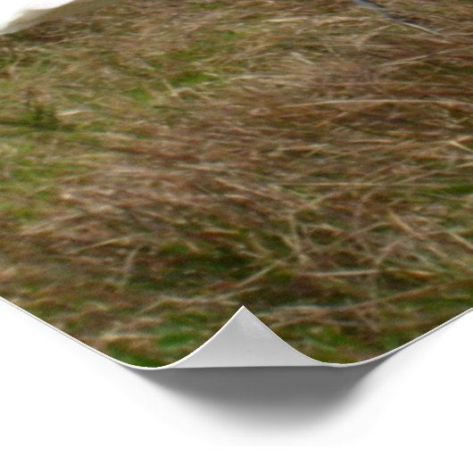 White Egret 2 Poster (Ecke)