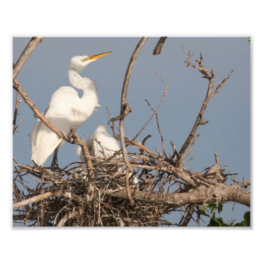 White Egret and Baby in Nest Fotografie Print (Vorne)