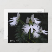 White Egret Blume:Postcard Postkarte (Vorne/Hinten)