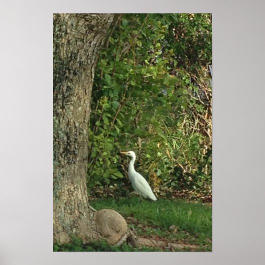 White Egret Poster (Vorne)