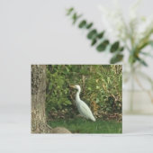 White Egret Postkarte (Stehend Vorderseite)