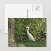 White Egret Postkarte (Vorne/Hinten)