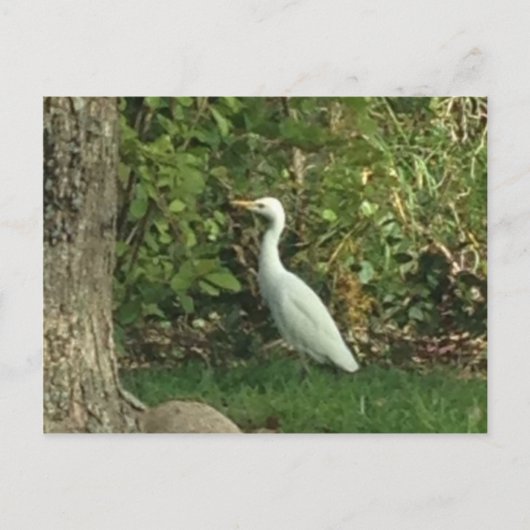 White Egret Postkarte (Vorderseite)