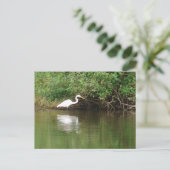 White Egret Postkarte (Stehend Vorderseite)