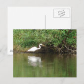 White Egret Postkarte (Vorne/Hinten)