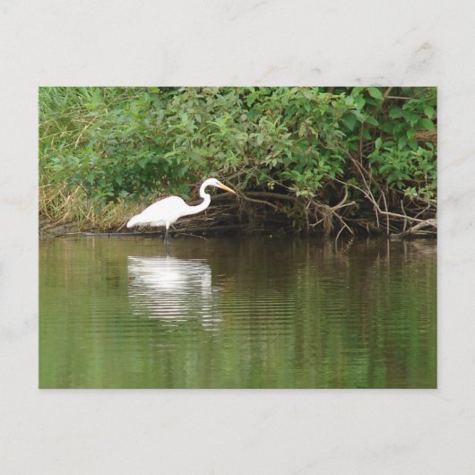 White Egret Postkarte (Vorderseite)