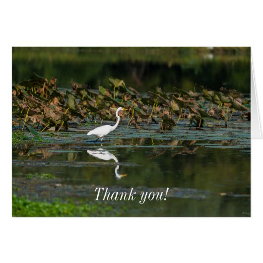 White Egret Reflektion Danke Karte (Vorderseite (Horizontal))