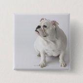 White English Bulldog Button (Vorderseite)