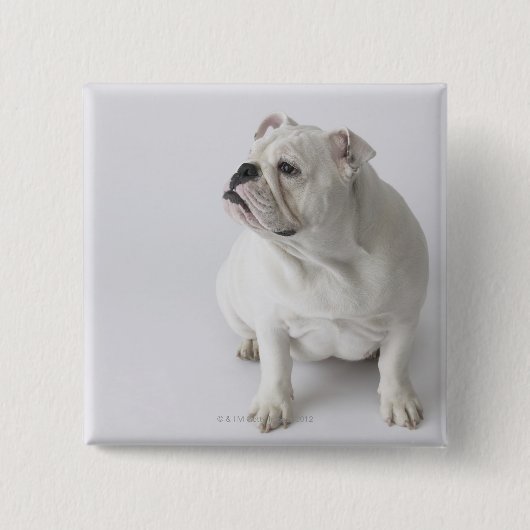 White English Bulldog Button (Vorderseite)