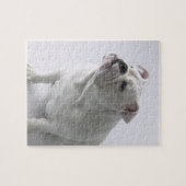 White English Bulldog im Studio sitzt, Puzzle (Horizontal)