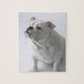 White English Bulldog im Studio sitzt, Puzzle (Vertikal)