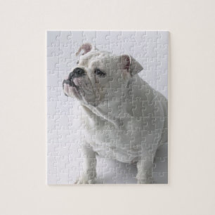 White English Bulldog im Studio sitzt, Puzzle