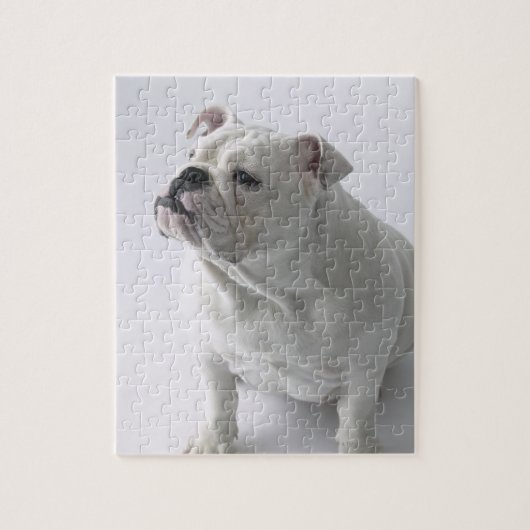 White English Bulldog im Studio sitzt, Puzzle (Vertikal)