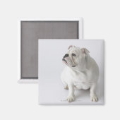 White English Bulldog Magnet (Vorderseite/Rückseite)