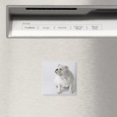 White English Bulldog Magnet (In Situ (Geschirrspüler))