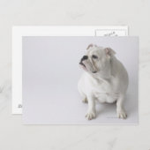 White English Bulldog Postkarte (Vorne/Hinten)