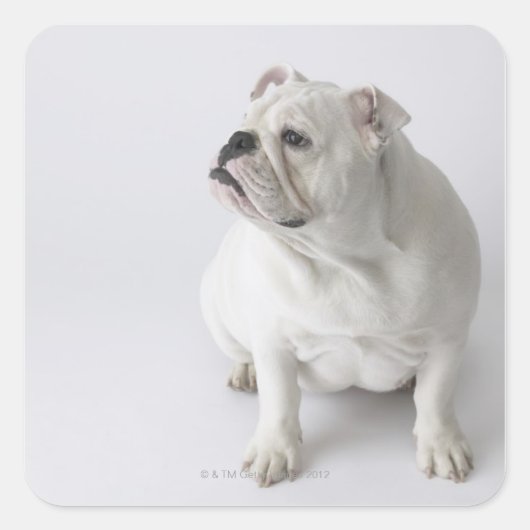 White English Bulldog Quadratischer Aufkleber (Vorderseite)