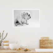 White English Bulldog Sitting Poster (Küche)