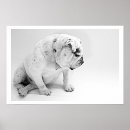 White English Bulldog Sitting Poster (Vorne)